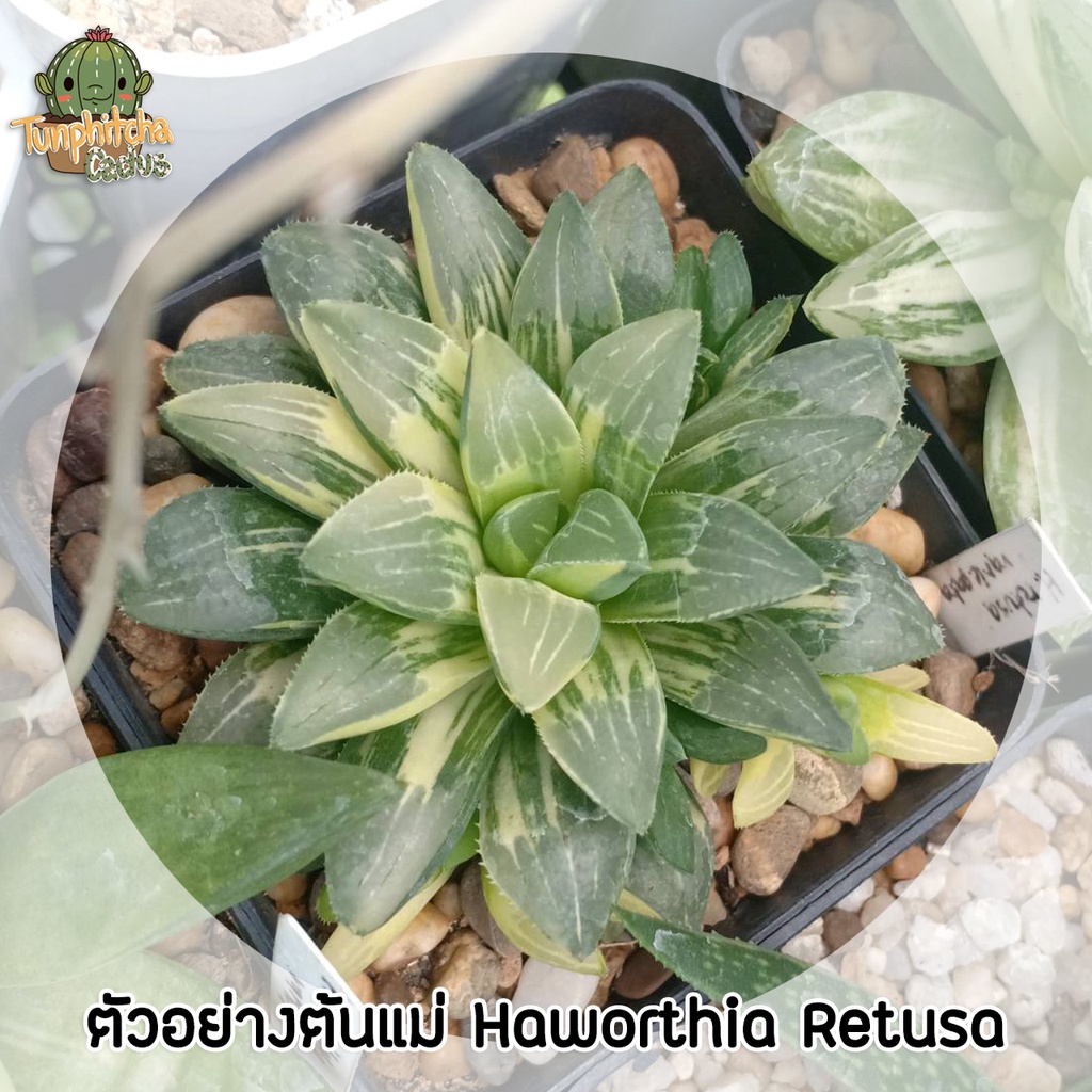 ฮาโวเทียด่าง-haworthia-เลือกต้นได้ตามภาพ-อัพเดทเรื่อยๆ-ส่งแบบล้างราก