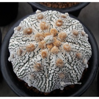 เมล็ดAstrophytum Super Kabuto (500  เมล็ด)