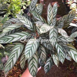 คล้า คอมแพค สตาร์ Calathea setosa compact star 🌟 กระถาง6นิ้ว