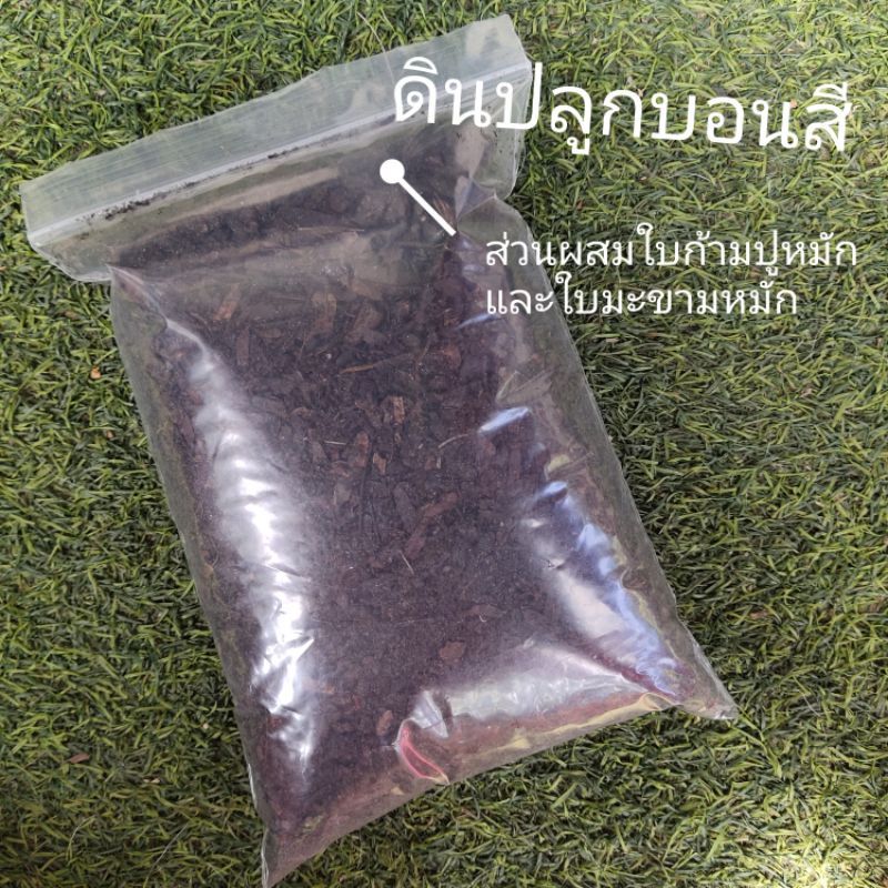 ดินปลูกบอนสี-สูตรผสมใบมะขาม-เร่งการกัดสี