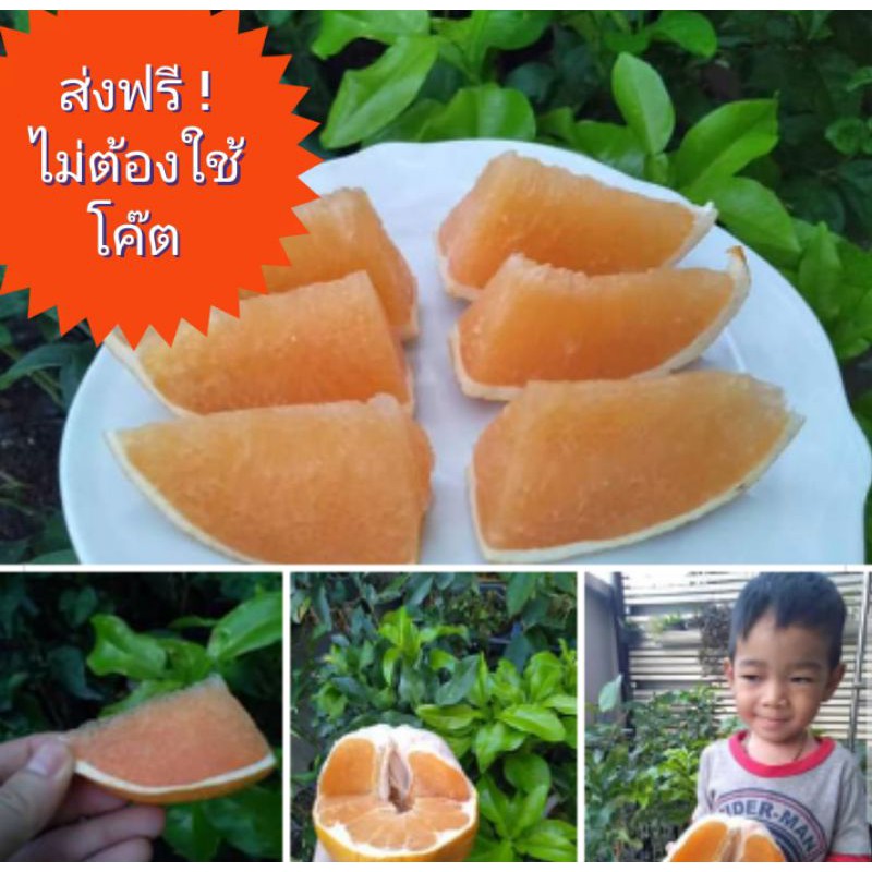 ต้นพันธุ์ส้มโอจักรพรรดิ-แบบติดตา-ฟรี-ค่าส่ง