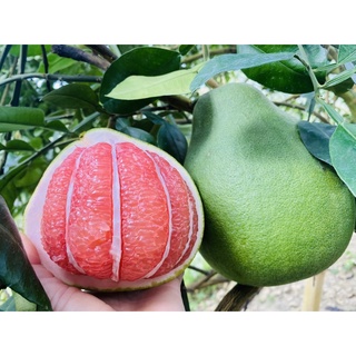 ภาพหน้าปกสินค้า(pomelo fruit) ส้มโอทับทิมสยามน้ำหนัก1.3-1.4ต่อลูกกล่องละ5ลูก ที่เกี่ยวข้อง