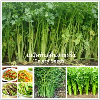 เมล็ดพันธุ์ คื่นฉ่ายฝรั่ง Celery Seeds เมล็ดพันธุ์ผัก ผักออแกนิค เมล็ดผัก (แต่ละแพ็คมี 200 เมล็ด - See เมล็ดนำเข้า คละสี