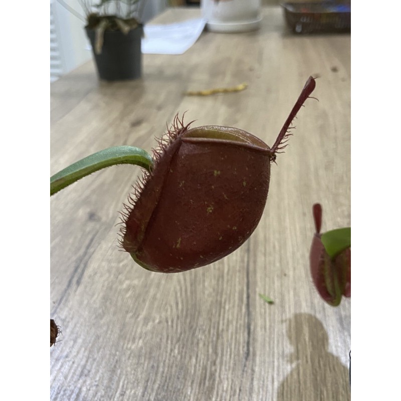 ไม้กินแมลงหม้อข้าวหม้อแกงลิงแอมพูราเรียสีแดง-nepenthes-ampullaria