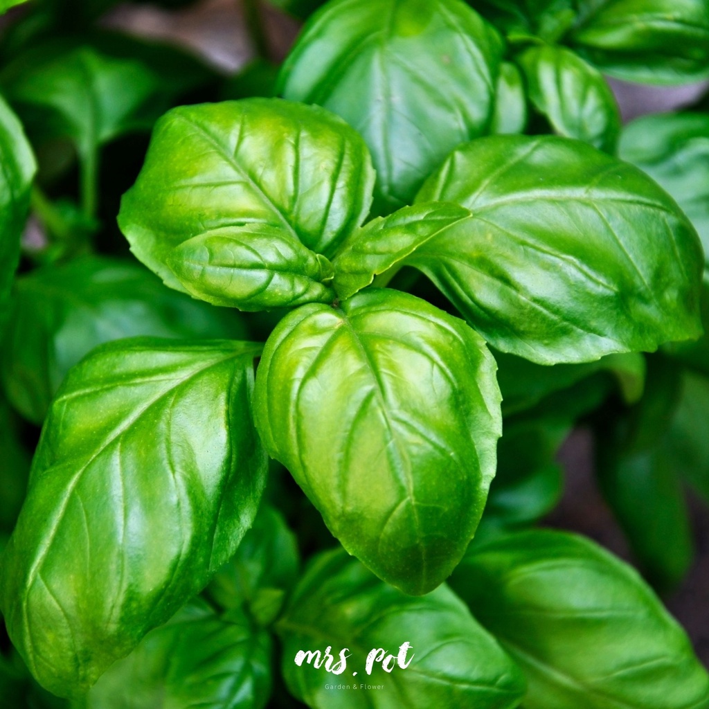 เมล็ดอิตาเลียนเบซิล-italian-large-leaf-basil