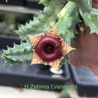 เก๋งจีนเด็ดสด Huernia Zebrina f. variegata