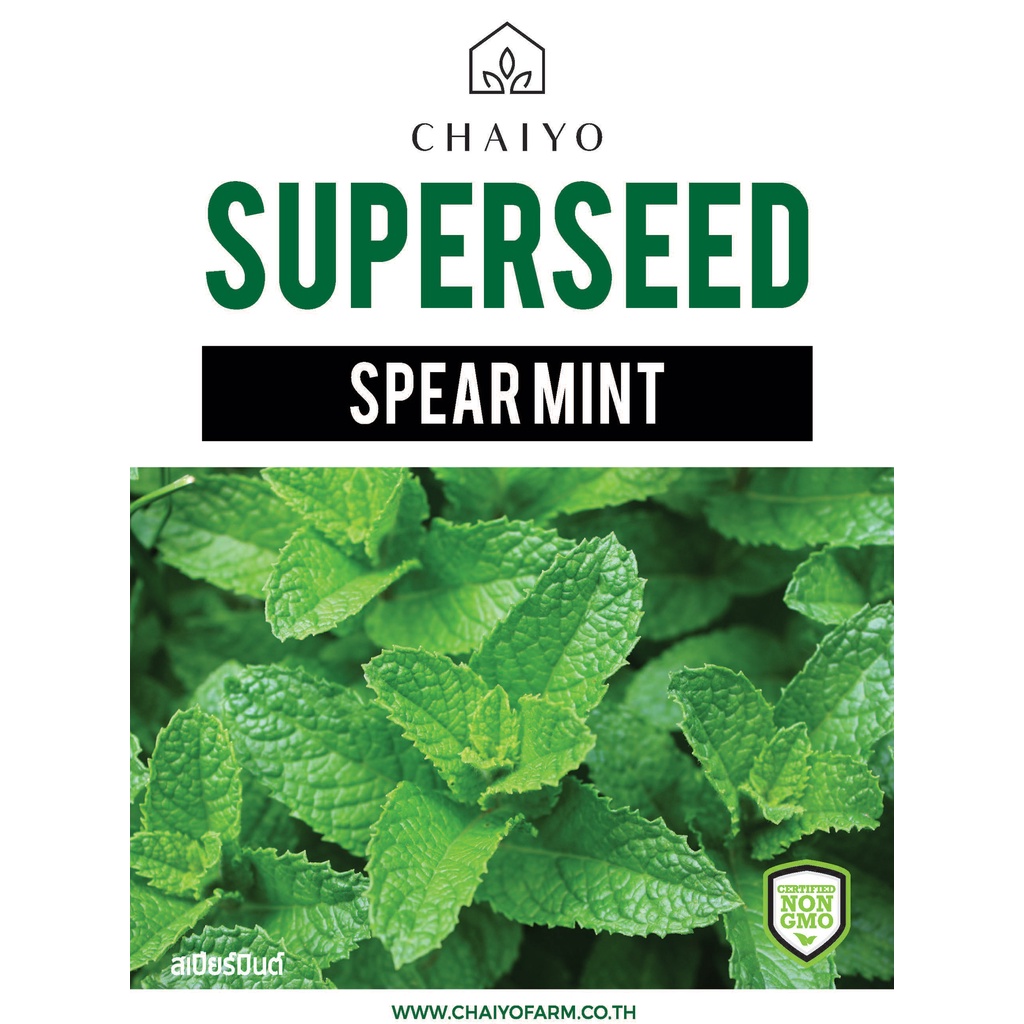 เมล็ด-spear-mint-สเปียร์มินต์