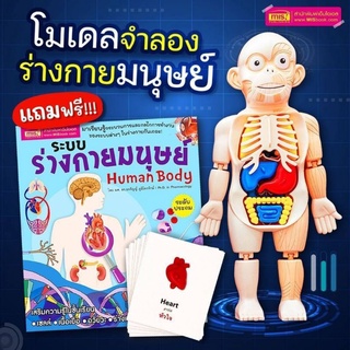 โมเดลจำลองร่างกายมนุษย์ + หนังสือระบบร่างกายมนุษย์ + การ์ดภาพอวัยวะภายใน