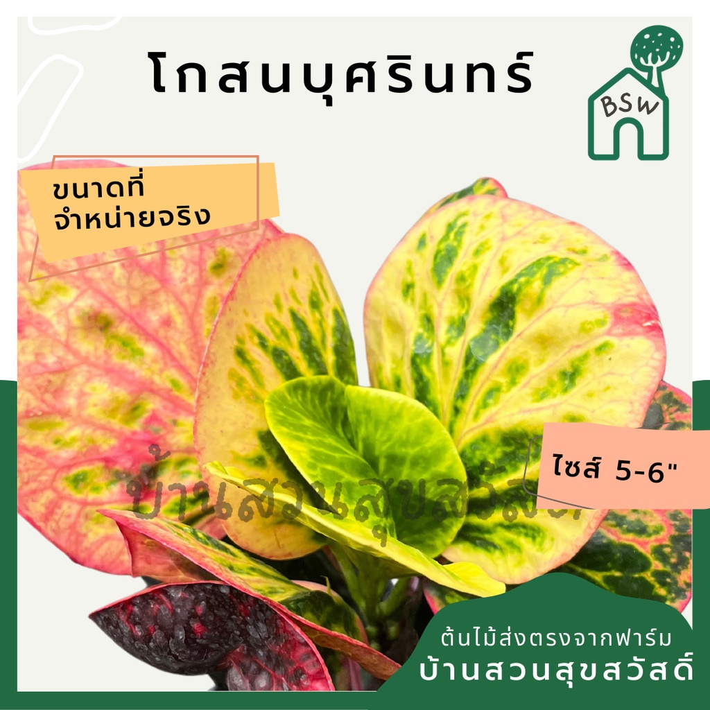 โกสนบุศรินทร์-กระถาง-5-6-นิ้ว-ต้นโกสน-เป็นไม้แดด-ไม้ด่างสวย-ใบสีสันสดใส