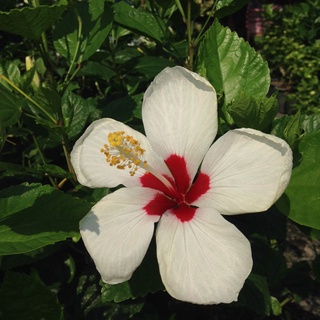 ต้น ชบาฮาวาย ต้นชบา Pandara ดอกสีขาวใหญ่ เกสรสวย มีไส้แดงกลางดอก ดอกชบา Hibiscus ดอกออกทั้งปี ต้นสูง 60-70 ซม.