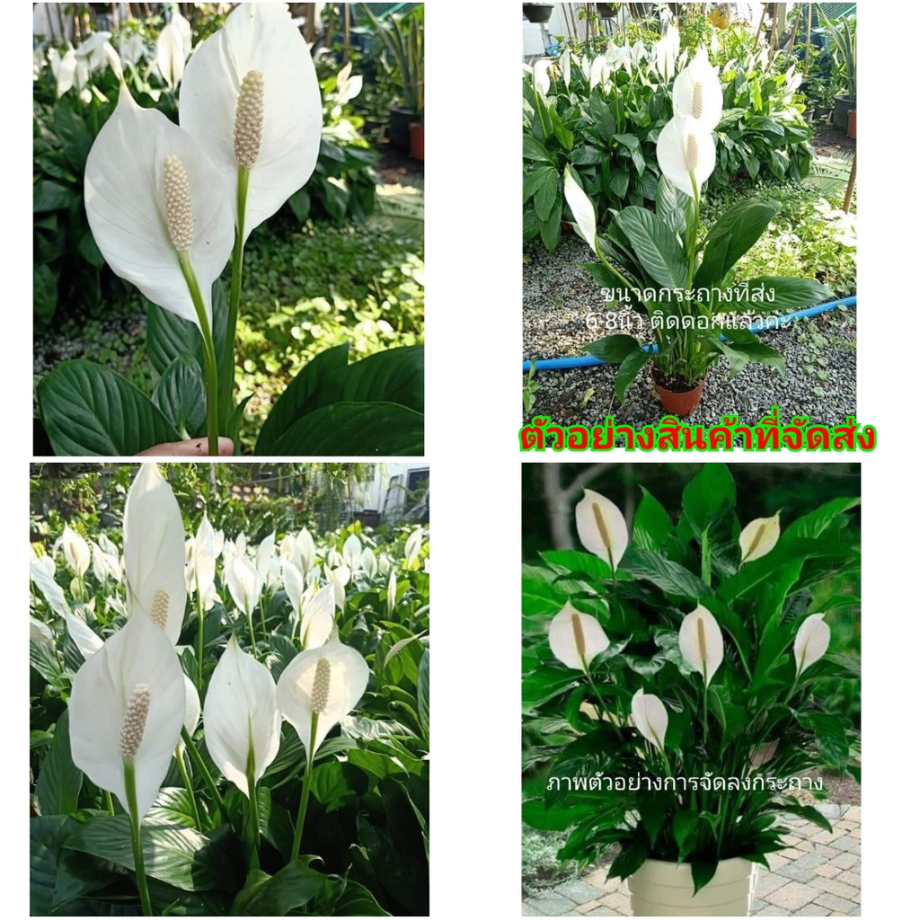 1ต้น-ขาย-ต้นพันธุ์-ดอก-ต้น-ต้นเดหลีดอกขาว-เดหลีดอกขาว-เดหลี-ดอกเดหลี-ดอกขาว-สี-ขาว-peace-lily-fadel