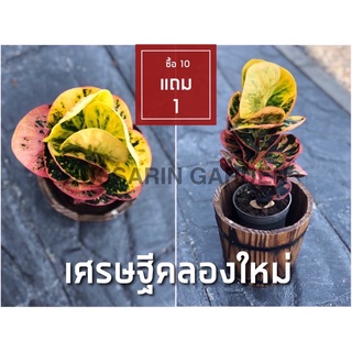 ต้นโกสนพันธุ์ เศรษฐีคลองใหม่ ไซส์เล็ก กระถาง 5" สูง 15-20 เซนติเมตร ซื้อ 10 แถม 1  (จัดส่งแบบถอดกระถาง+รับประกันสินค้า)