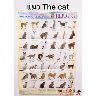 โปสเตอร์ my cat แมวพันธุ์ต่างๆ ทาสแมว 🌈โปสเตอร์สื่อการเรียนรู้ วิเชียรมาศ ขาวมณี สีสวาท ลูกแมว แมวโลกน่ารู้