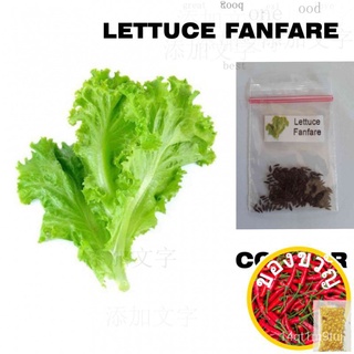 LETTUCE FANFARE 200 SEEDSสวน/ดอกทานตะวัน/หมวก/เมล็ด/เมล็ด/ผักชี/ผู้ชาย/มะละกอ/คื่นฉ่าย/แม่และเด็ก/ 4860