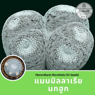 แมม นกฮูก (10 เมล็ด) Mammillaria microthele