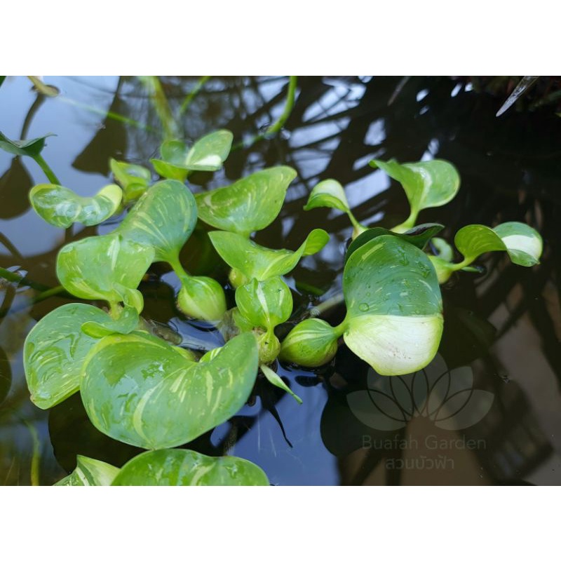 ผักตบด่าง-water-hyacinth