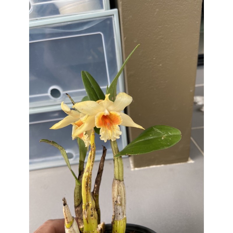 กล้วยไม้ไทยดอกหอมเอื้องเงินแดง-dendrobium-cariniferum