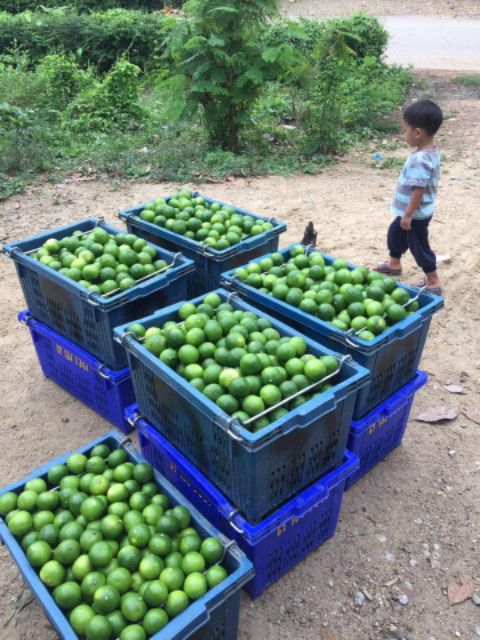 มะนาวแป้นเพชรบุรี-ถูกที่สุด-ลูกเขียวคัดใหญ่20ลูก1กิโลกรัม