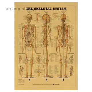 โปสเตอร์กระดาษคราฟท์ พิมพ์ลายโครงกระดูกมนุษย์ สําหรับตกแต่งผนัง