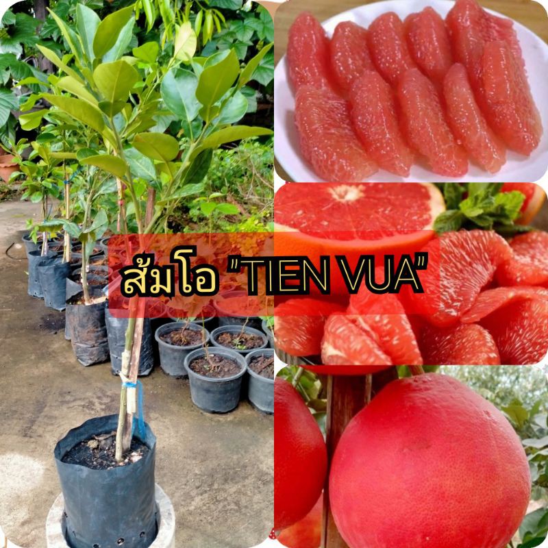 ส้มโอ-tien-vua-ส้มโอแดงเวียดนาม