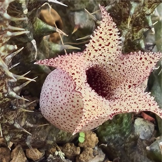 ภาพหน้าปกสินค้าเก๋งจีนดอกปลาหมึก เก๋งปะการัง (Stapelianthus decaryi): แคคตัส ไม้อวบน้ำ cactus ที่เกี่ยวข้อง