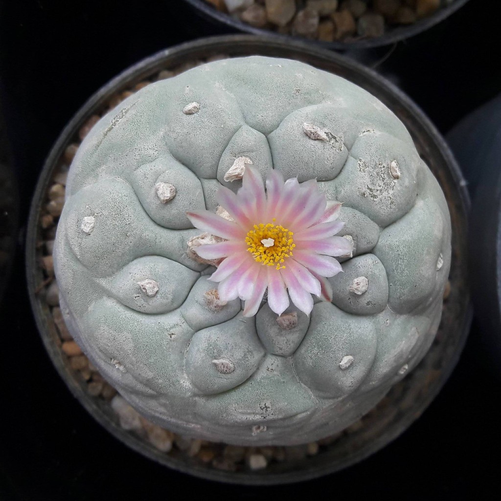 เมล็ดกระบองเพชร-สายพันธุ์-โลโฟฟริชิไอ-lophophora-fricii