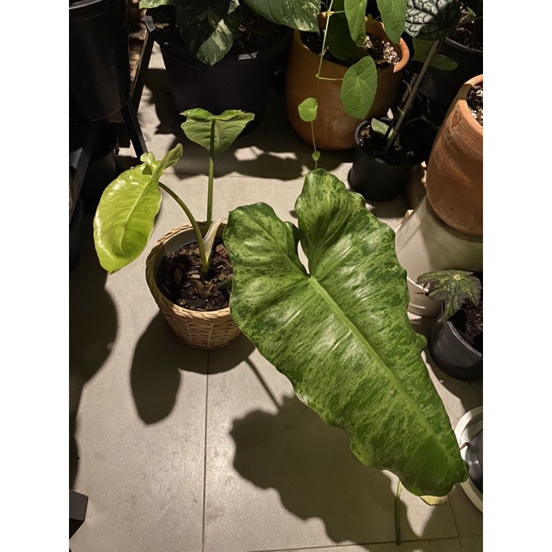 philodendron-paraiso-verde-variegated