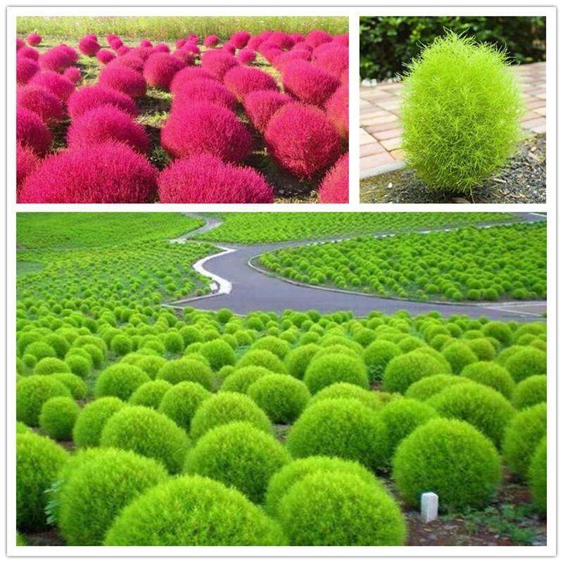 เมล็ด-คุณภาพดี-ราคาถูก-บอนสี-เมล็ดพันธุ์มล็ด-kochia-scoparia-seeds-เมล็ดบอน-นี่มันเมล็ดพืช-ไม่ใช่พืช