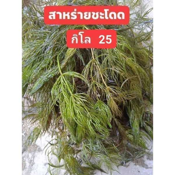 สาหร่ายพุงชะโด-ราคาถูกมาก-ขายปลีก-ส่ง