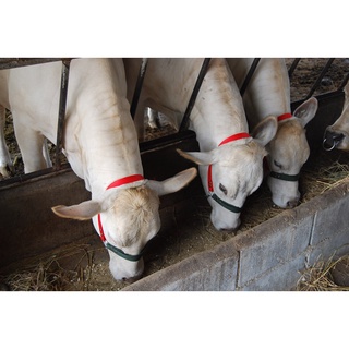 ❌🎉ถูกสุด ดีสุด ‼❌ขลุมวัว เชือนสนตะพายวัว เชือกจูงวัว แบบผูก มี 3 ขนาด