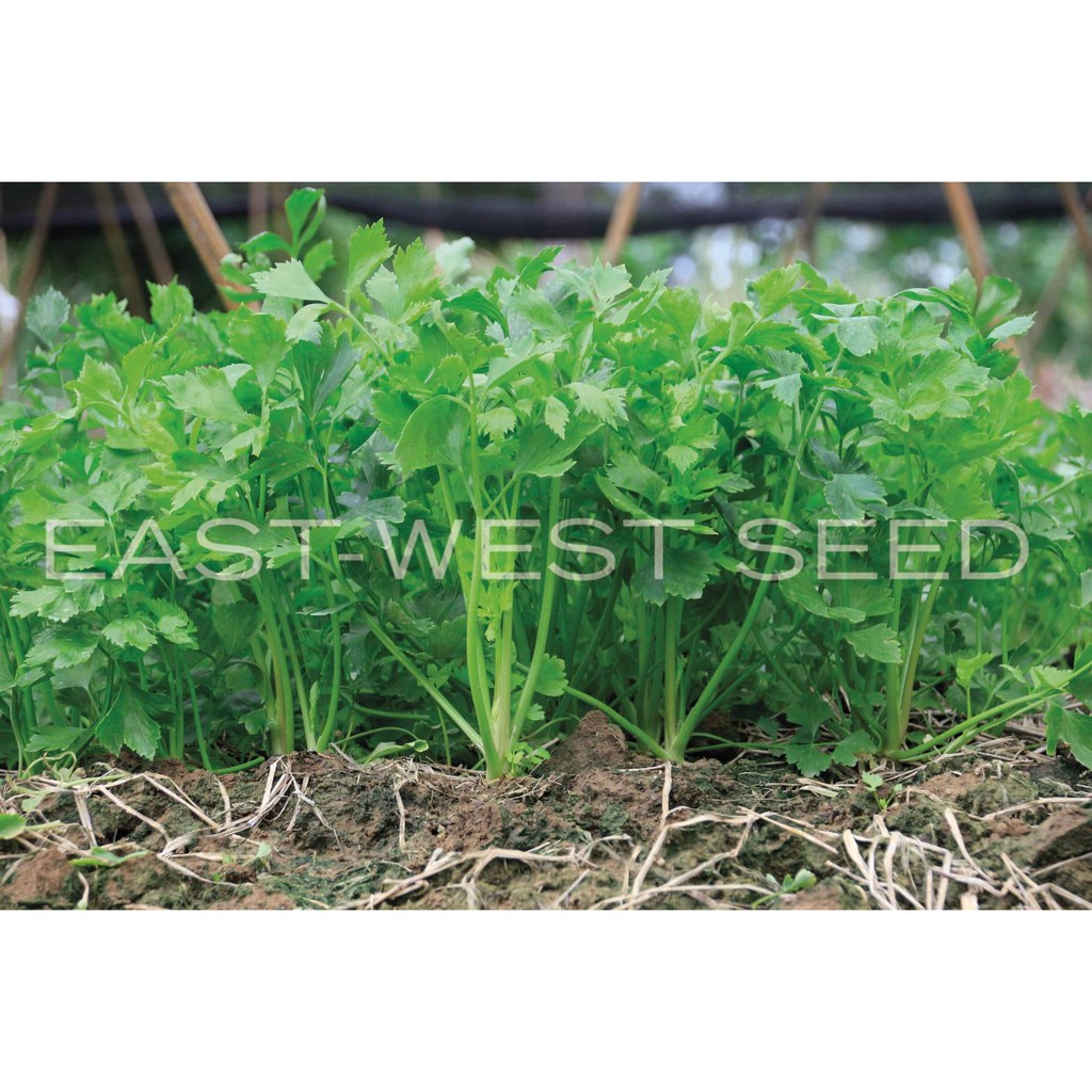 ศรแดง-เมล็ดพันธุ์ขึ้นฉ่าย-นวลจันทร์-east-west-seed-เมล็ดพันธุ์ผัก-เมล็ดพันธุ์-ผักสวนครัว-ตราศรแดง