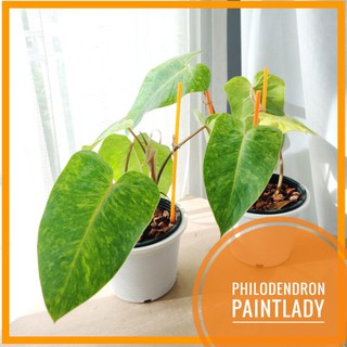 .🌿 Philodendron Painted Lady 🌿ฟิโลเดนดรอน เพนท์เลดี้ ในกระถางขาว ไม้เลื้อยด่างลายหินอ่อน แต่งบ้าน แต่งออฟฟิต