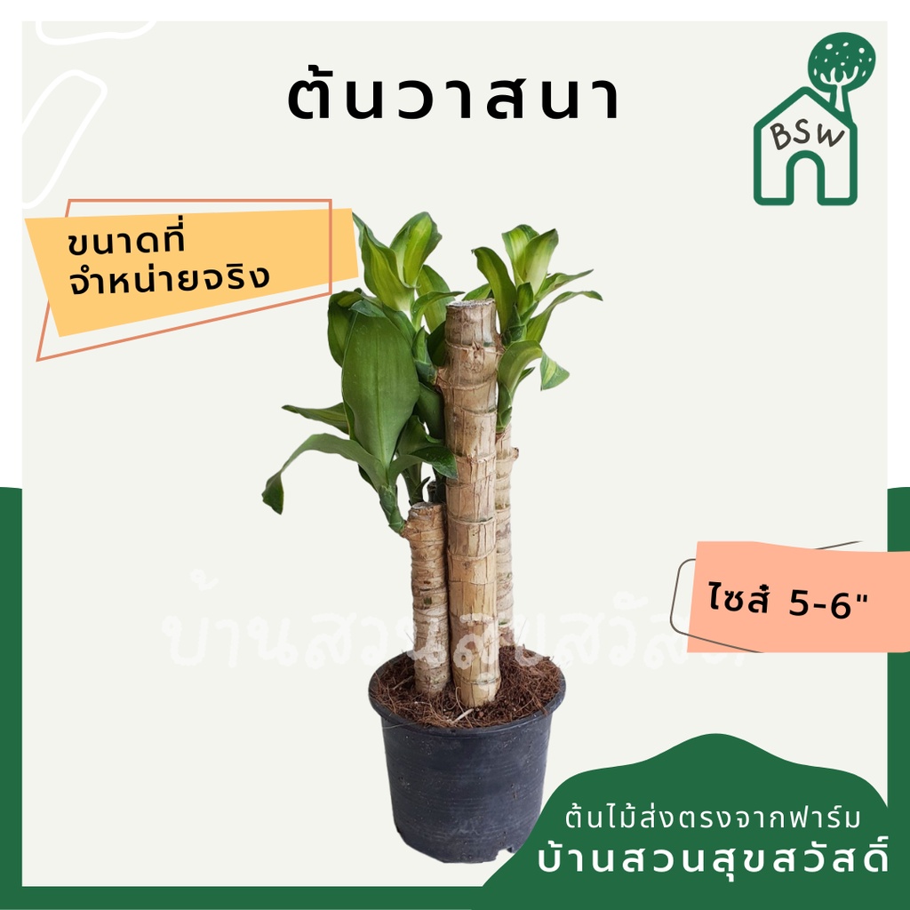 วาสนา-มาในกระถางพร้อมตั้ง