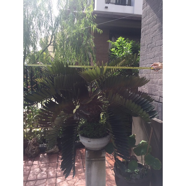 ปรงแม็กซิกัน-zamia-furfuracea-30ปี