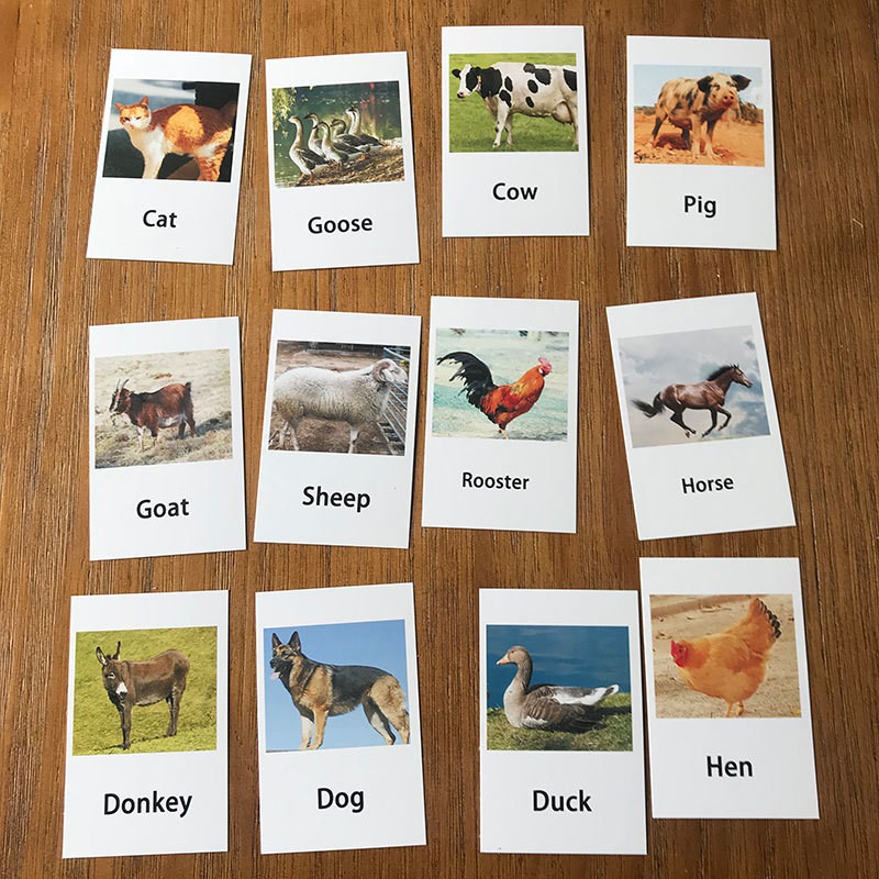 เกมจับคู่สัตว์-matching-animals-การ์ดภาพสัตว์-12-ใบ-โมเดลสัตว์-12-ตัว