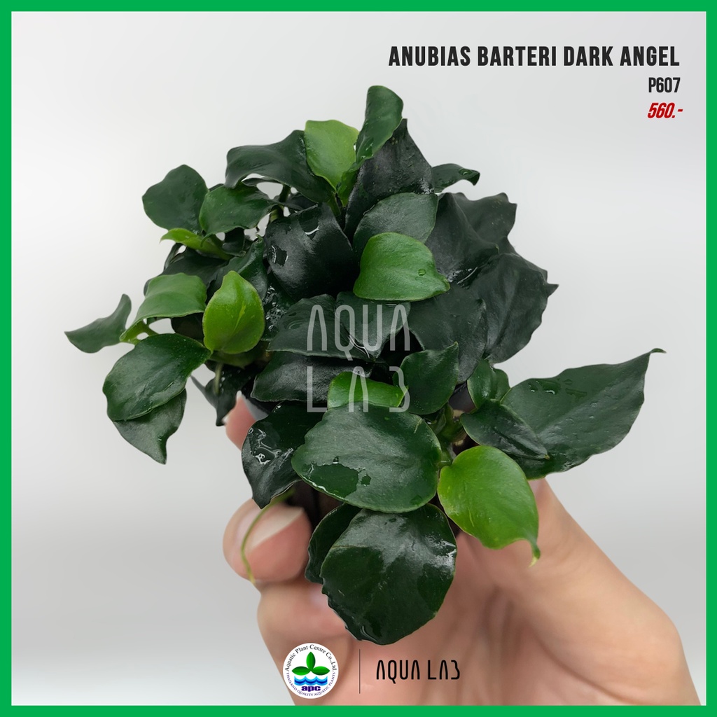 apc-anubias-barteri-dark-angel-อนูเบียส-ดาร์คแองเจิล-ไม้น้ำ-aquatic-plants