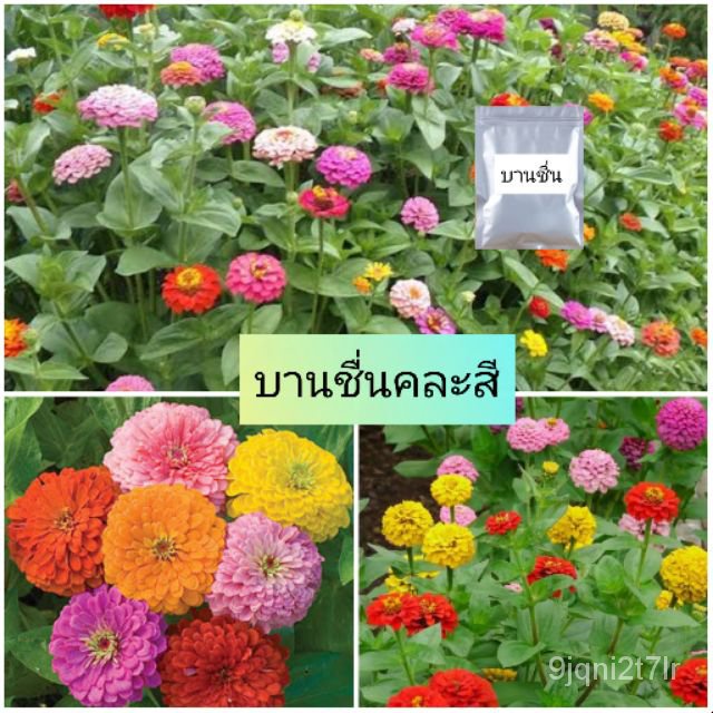 ขายดี-สวนครัว-เมล็ดดอกบานชื่น-คละสี-เมล็ดพันธุ์เมล็ดพันธุ์ดีปลูกง่ายงอกไวปลูกในกระถางได้-อินทรีย์-คละ-สวนครัว-ดอก