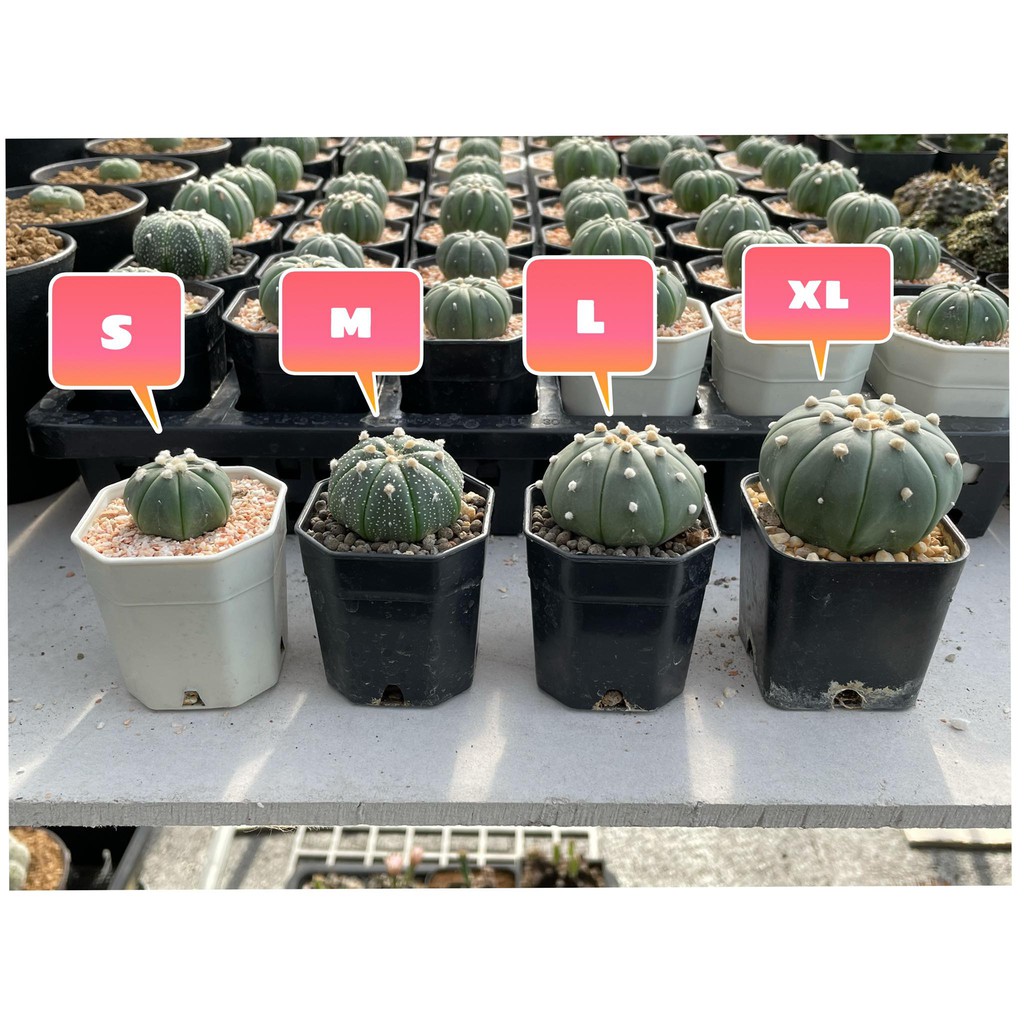 แอสโตร-แอสโตรไฟตัม-แอสโตร-super-kabuto-astrophytum-ราคาเบาๆขนาดกำลังน่ารักๆ-กระถาง-2-นิ้ว-หัวใหญ่ๆราคาเบาๆ