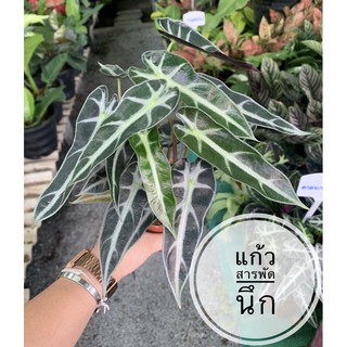 แก้วสารพัดนึก ต้นแก้วหน้าม้า กระถาง5" ต้นอโลคาเซีย Alocasia ไม้มงคล ไม้กระถางในบ้าน จัดสวนในร่ม กระถาง5"