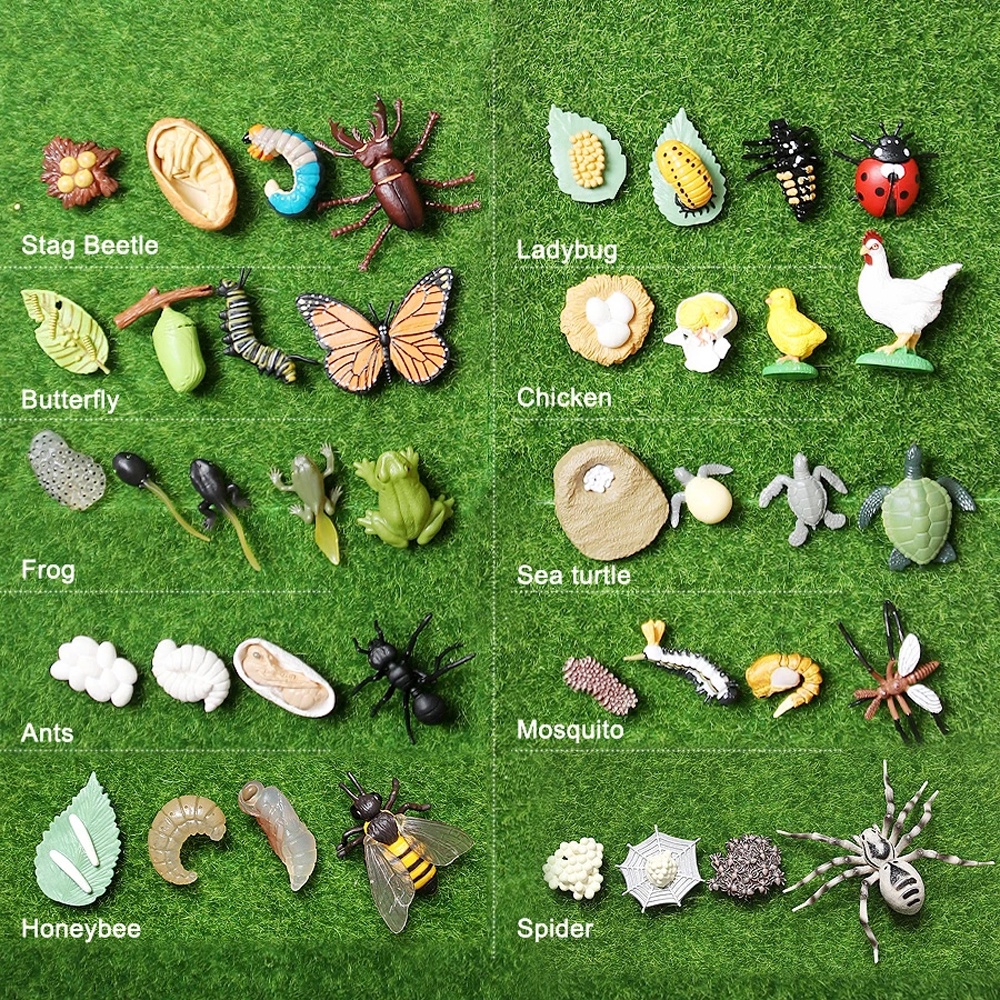 back2life-science-toy-growth-cycle-model-biology-life-cycle-figurine-simulation-animals-butterfly-growth-cycle-spider-chicken-educational-teaching-material-plastic-models-action-figures