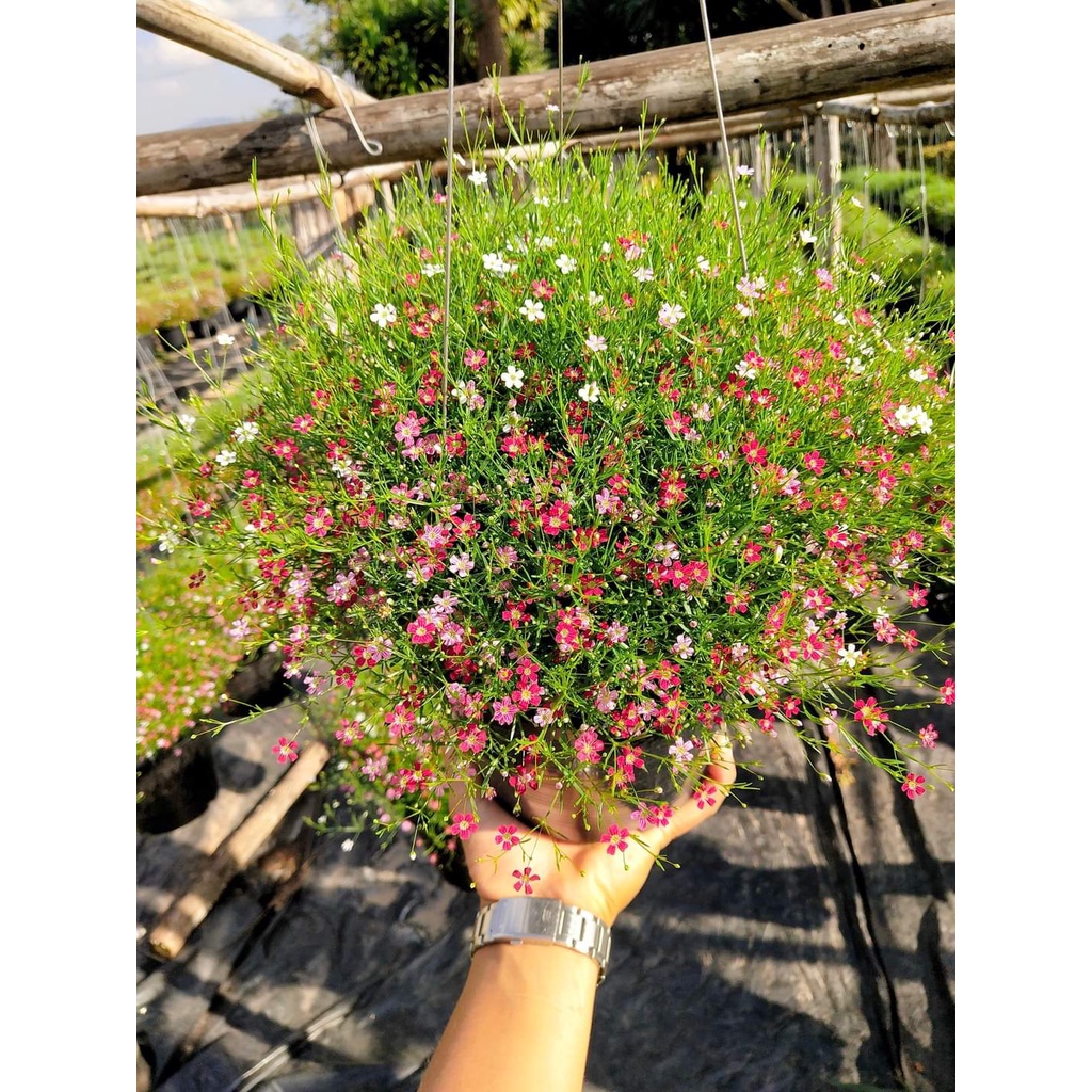 1กระถาง-vาย-ต้นพันธุ์-ดอก-ต้น-ยิปโซฟิลล่าดอกหอม-gypsophila-ยิปโซฟิลล่า-ดอกหอม-ยิปโซฟิล่า-จิบโซ-ยิบโซ-ยิปโซ-ฟิล่า-ส