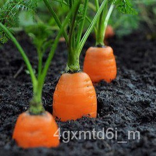 (ผู้ค้าส่งเมล็ดพันธุ์) แครอทจิ๋ว☘️ถูกที่สุด 9 บ. เมล็ด Baby Carrot ☘️ปลูกง่ายขึ้นไว ทานสดหวานกรอบอร่อยปลูกผักสวนต้นฟอกอา