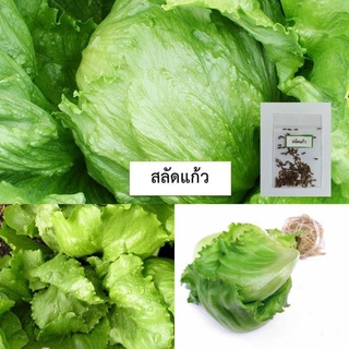 สินค้า 🌱เมล็ดผักสลัดปลี สลัดแก้ว 100 เมล็ด (ซื้อ10แถม1 คละได้)🌱