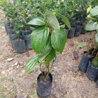 ต้นพริกไทยนัง ขนาดต้นสูง 30-50ซม.(1ต้น) ราคา 170 บาท