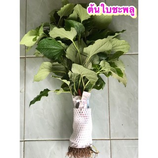 ต้นใบชะพลูเมี่ยงคำชุดทดลองปลูก20ต้น59บาท