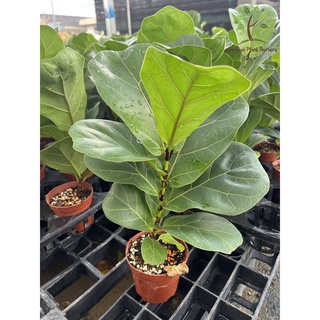 ความสำเร็จพืชสถานรับเลี้ยงเด็ก-วิลโลว์ต้นไม้Bambino/Fiddle fig (活树/ในร่มตกแต่ง/พืชในร่มจริง) จาน/ดอกไม้/เด็ก/儿童/男装/苹果/香菜