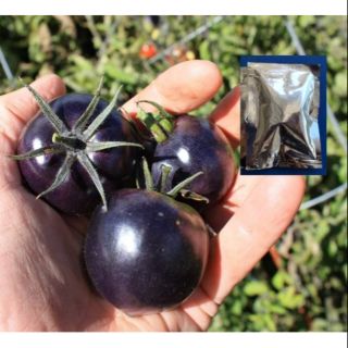 มะเขือเทศสีม่วง - Purple Tomato