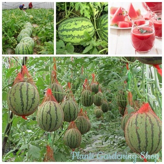 （รับประกันหลังการขายงอก100%）เมล็ดพันธุ์ แตงโม Super Sweet Watermelon Seeds Fruit Seeds บรรจุ เมล็ดพันธุ์คุณภาพสูง 20 เมล