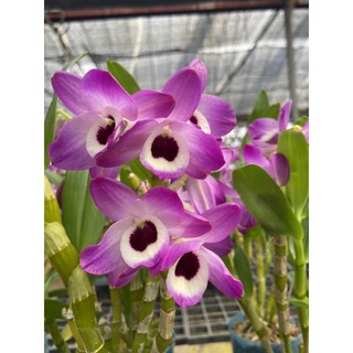 กล้วยไม้หวายโนบิเล่ Dendrobium Napori ดอกหอมบานทน 1 ต้น