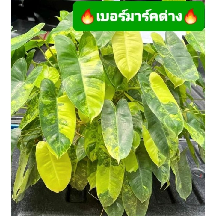 เบอร์มาร์คด่าง-ติดรากราคาถูก-เลี้ยงง่ายโตไว